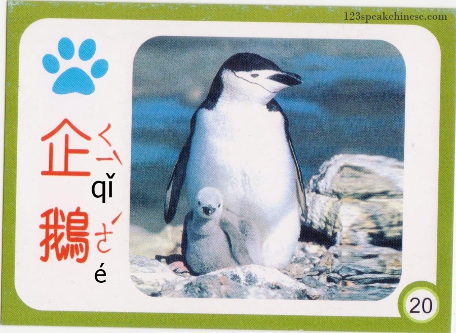 Chinese-Animals-penguin