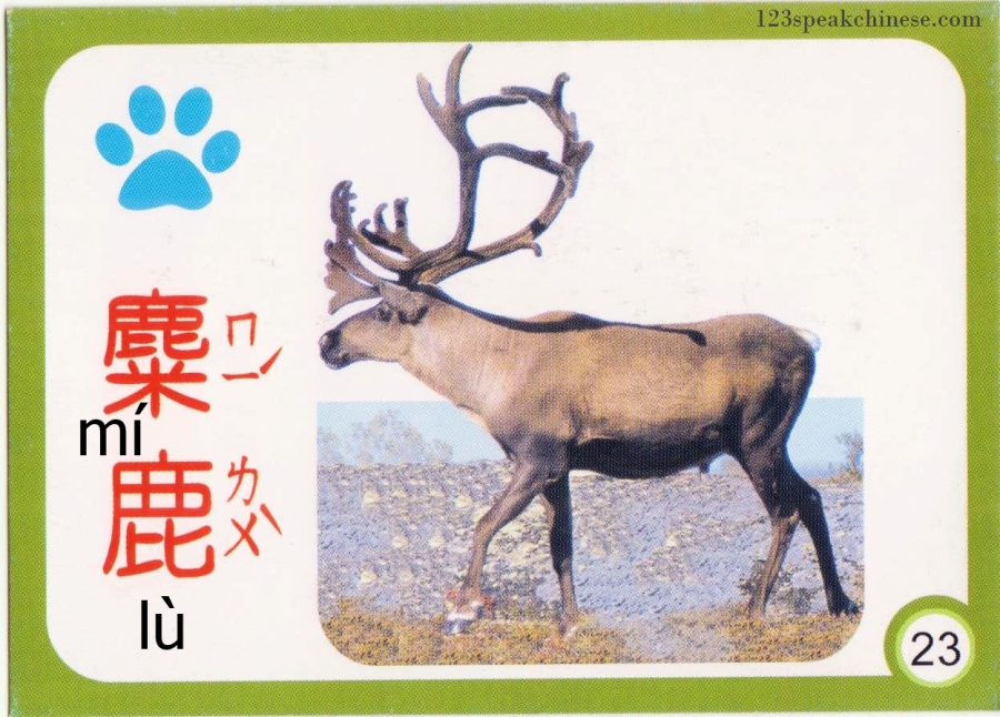 Chinese-Animals-elk