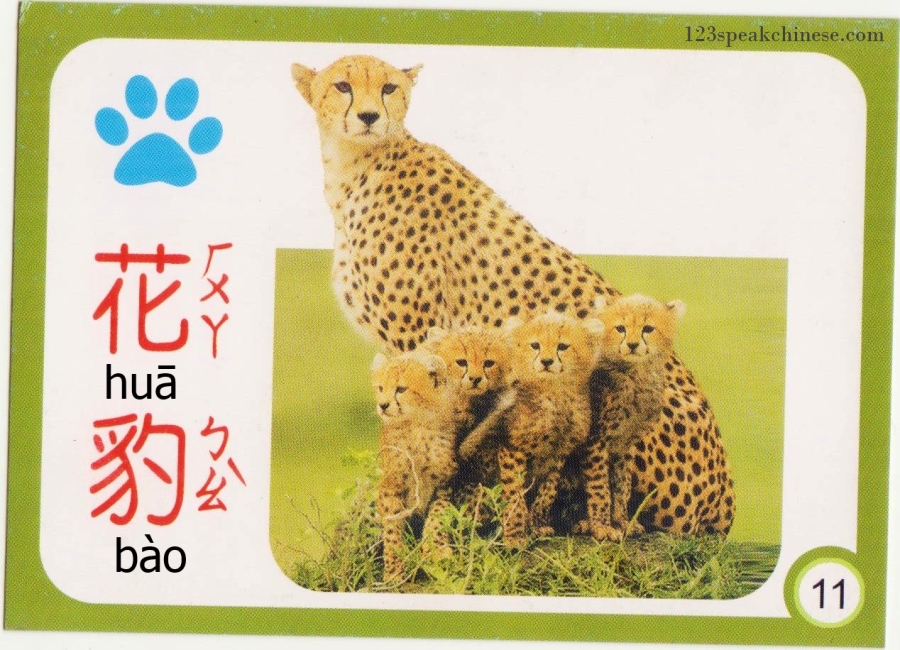 Chinese-Animals-cheetah