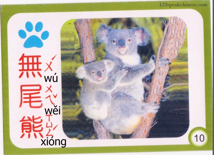 Chinese-Animals-koala