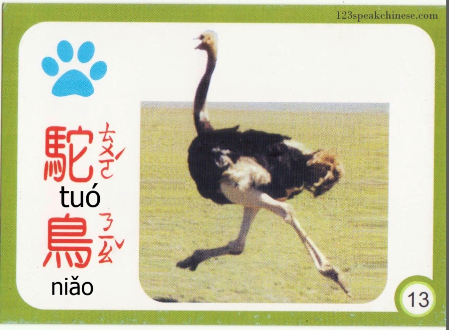 Chinese-Animals-ostrich